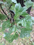 Quercus marilandica by Clay Williams