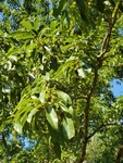 Quercus acutissima by Bailey Coffelt