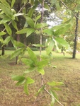 Quercus phellos by Dakota Nash