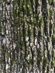 Quercus stellata by Joshua Poland