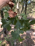 Quercus stellata by John Gadberry
