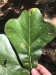 Quercus marilandica