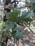 Quercus stellata by Caitlin Goldtrap