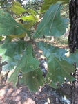 Quercus marilandica by Creed Chapman
