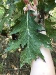 Quercus rubra by Caitlin Goldtrap