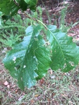 Quercus michauxii