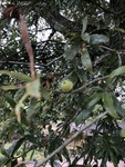 Quercus phellos by Clay Williams