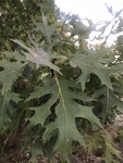 Quercus shumardii