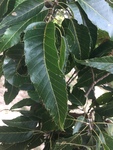 Quercus acutissima by Dakota Nash