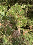 Quercus stellata by Kami Ward