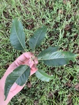 Quercus acutissima