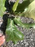 Quercus marilandica by Kami Ward