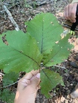 Quercus michauxii by Kami Ward