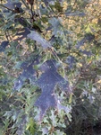 Quercus shumardii by Kami Ward