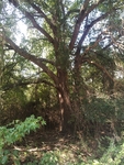 Quercus phellos by Daniel Petty