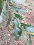 Quercus acutissima by Devin Deaton