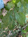 Quercus muehlenbergii by Kami Ward