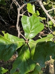Quercus marilandica by Trevor Jensen