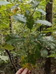 Quercus muehlenbergii by Trevor Jensen