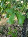 Quercus marilandica by Josh Melton