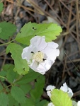 Rubus trivialis by David Henderson