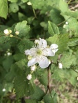 Rubus flagellaris