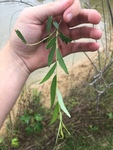 Salix babylonica by Dakota Nash
