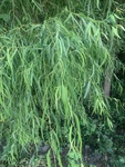 Salix exigua by Kami Ward