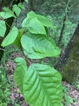 Toxicodendron radicans by John Gadberry
