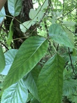 Toxicodendron radicans by Devin Deaton
