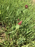 Trifolium incarnatum by Cole Long