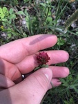 Trifolium incarnatum by Devin Deaton
