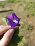 Viola sororia by Alejandra Mendez