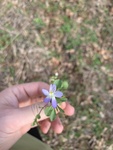 Viola bicolor