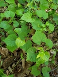 Vitis rotundifolia