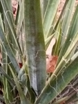 Yucca filamentosa by Amber Steele